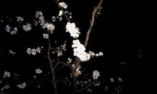 夜の梅.jpg